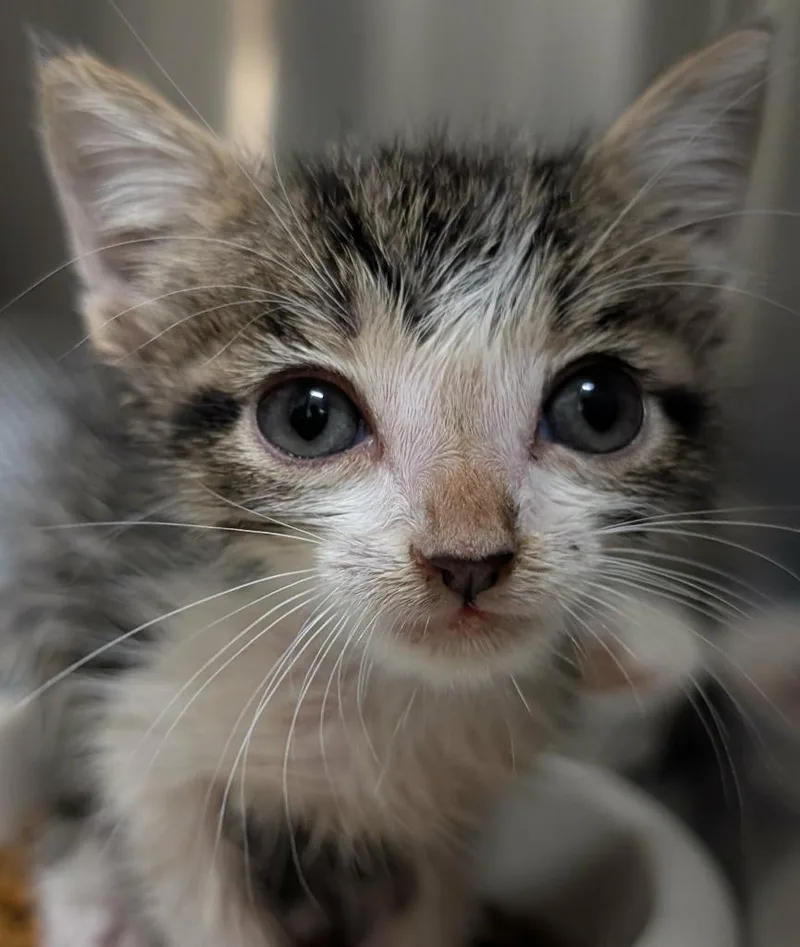 A baby small-sized male Domestic Short Hair cat named Richard for adoption in Seven Points, TX