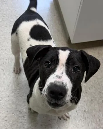 A young medium-sized male Harlequin Labrador Retriever dog named Emerson for adoption in Inez, TX