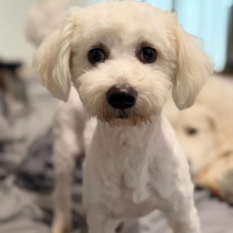 Snoopy thumbnail 3