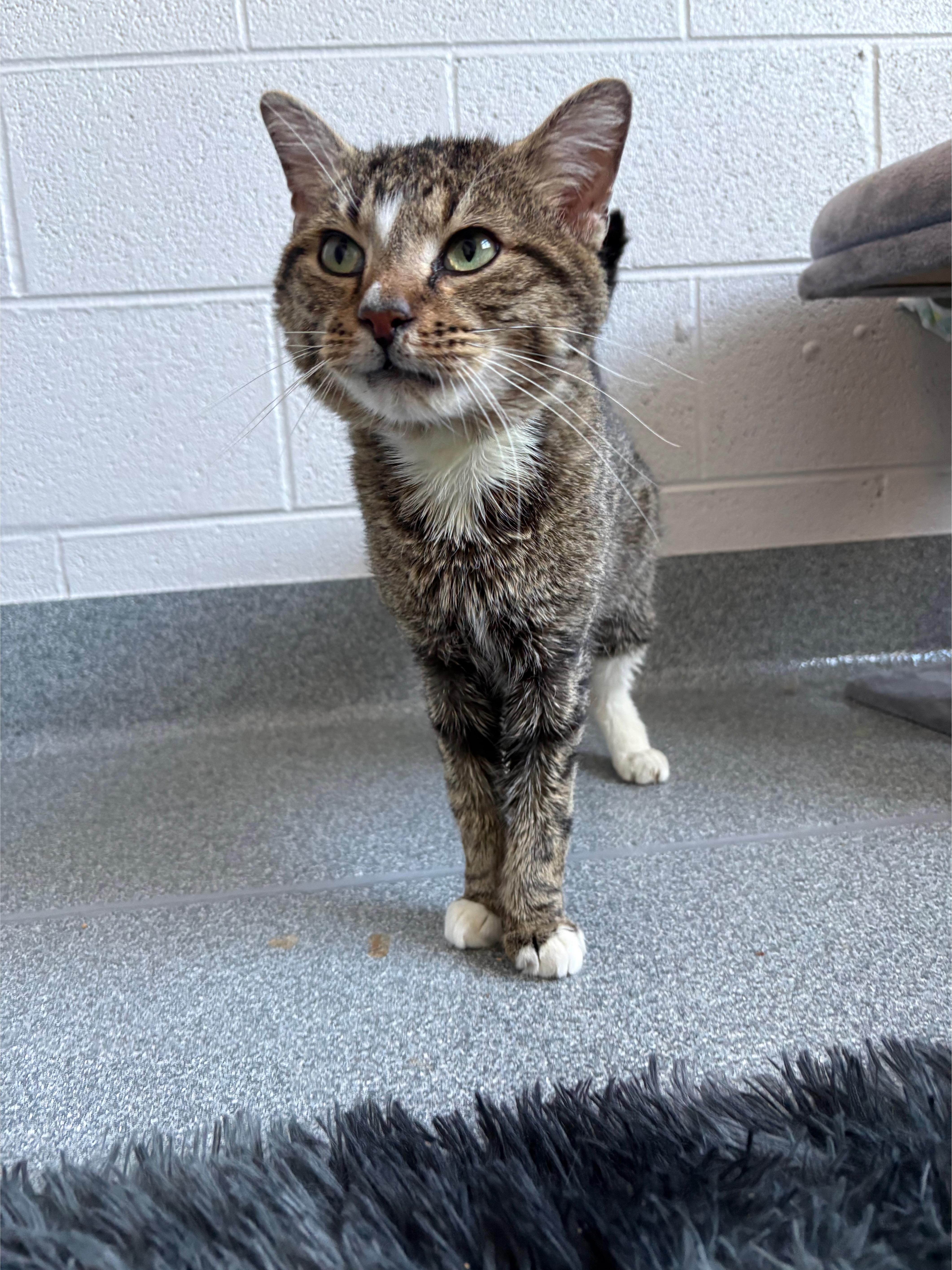 An adult large-sized male Domestic Short Hair cat named Maze for adoption in Walkertown, NC