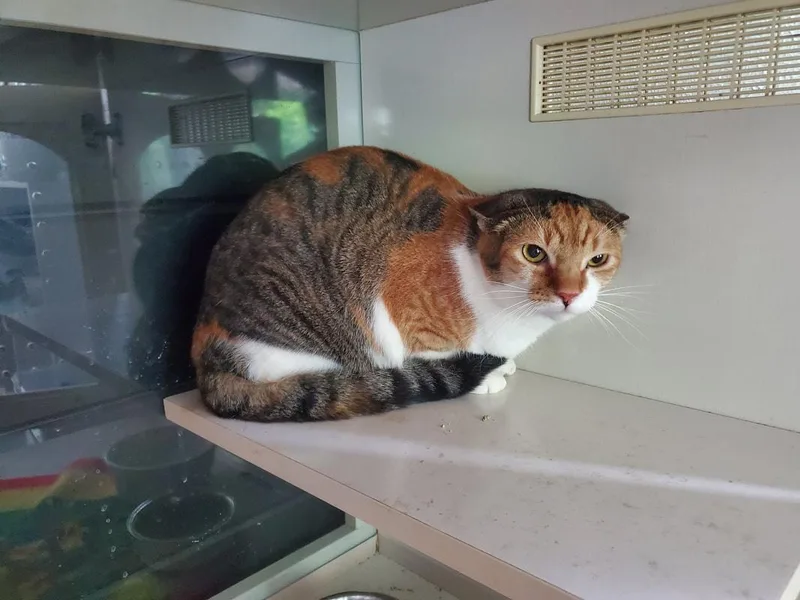 A young medium-sized female Calico Domestic Short Hair cat named Scarlet Witch for adoption in Kalamazoo, MI
