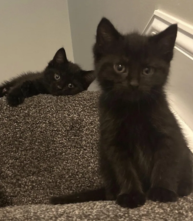 A baby small-sized female Black Domestic Short Hair cat named Ruby for adoption in Maineville, OH