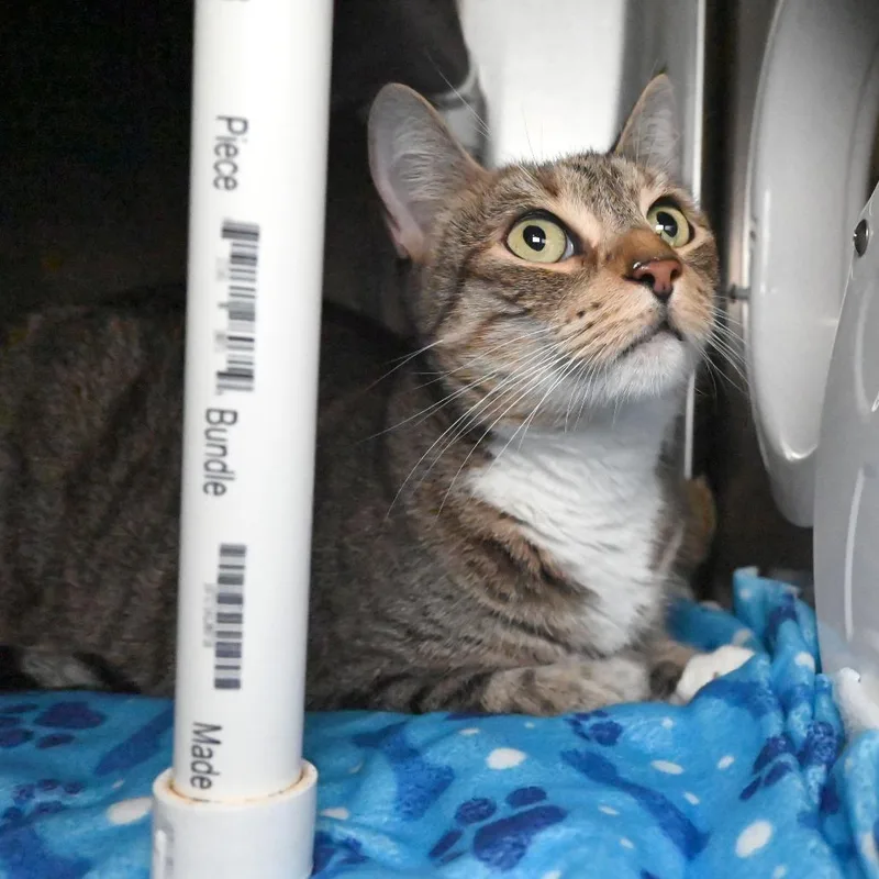 A senior large-sized female Brown / Chocolate American Shorthair cat named Freya for adoption in West Palm Beach, FL