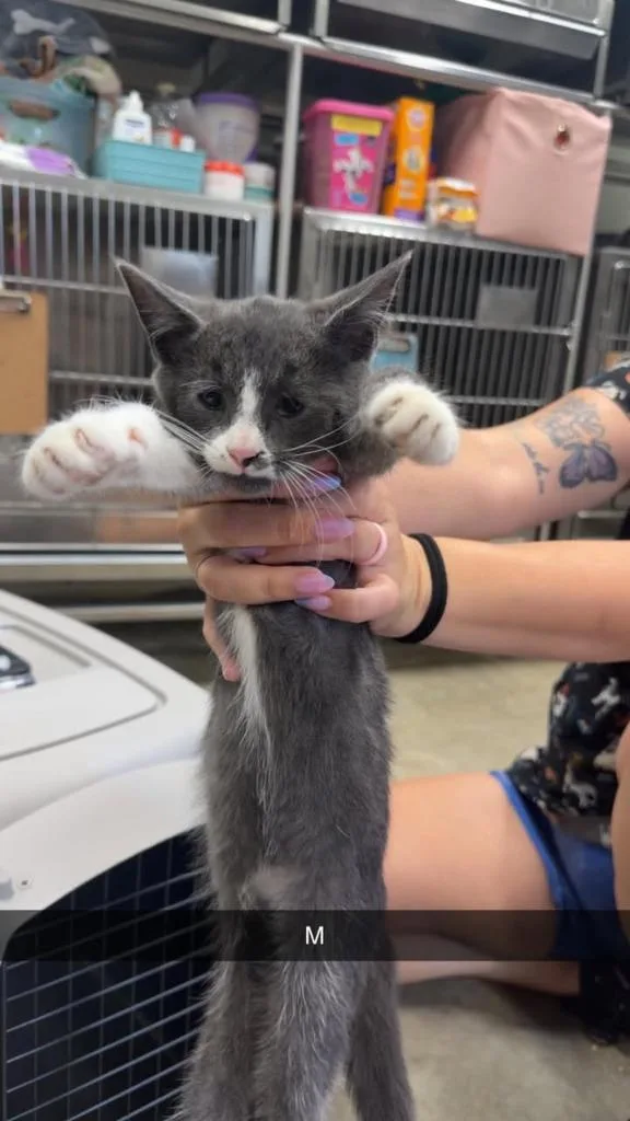 A baby small-sized male Domestic Short Hair cat named Mink for adoption in Greensburg, IN