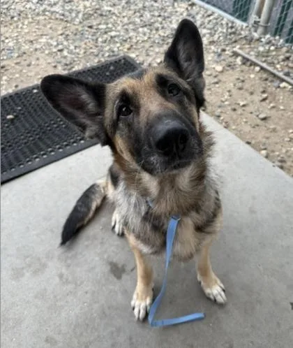 An adult large-sized female German Shepherd Dog dog named Norma for adoption in Pequot Lakes, MN