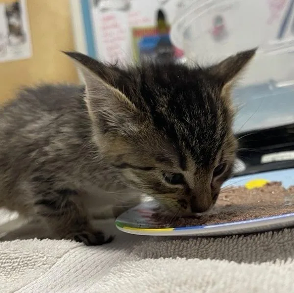A baby small-sized female Domestic Short Hair cat named Star for adoption in Escondido, CA