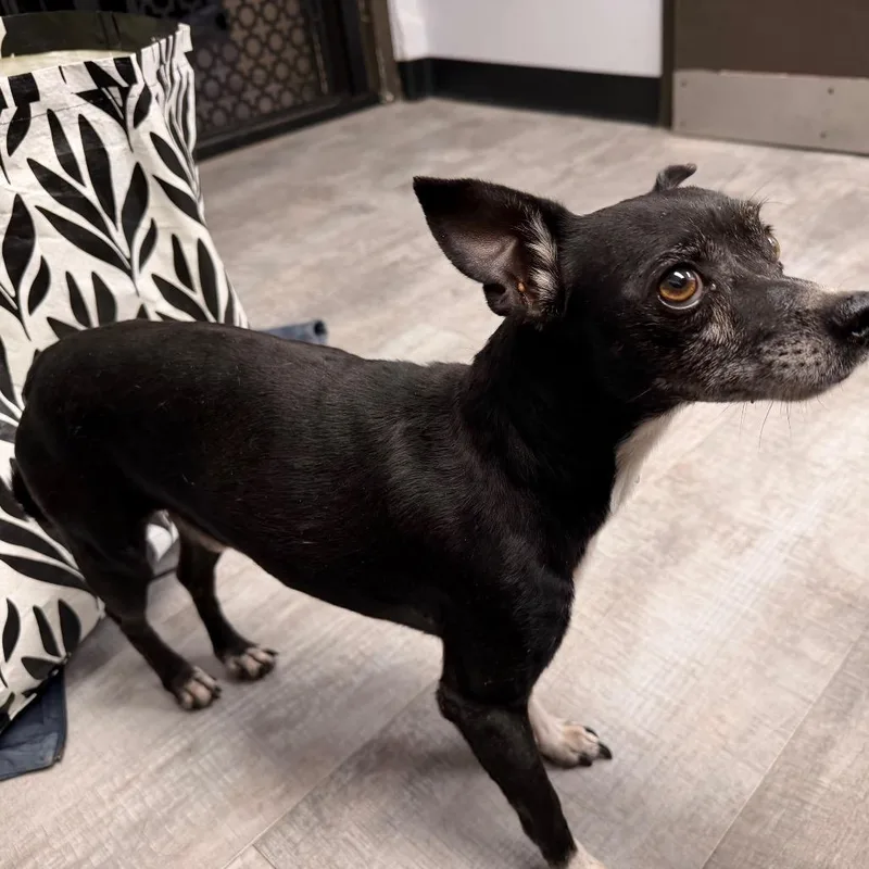 An adult small-sized male Chihuahua dog named Spikey for adoption in Amarillo, TX