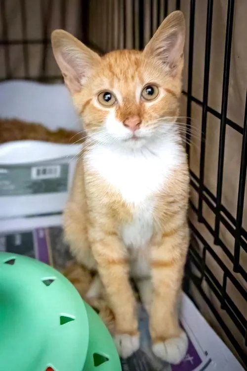 A baby medium-sized male Tabby cat named Ron fka OJ for adoption in Greenville, DE