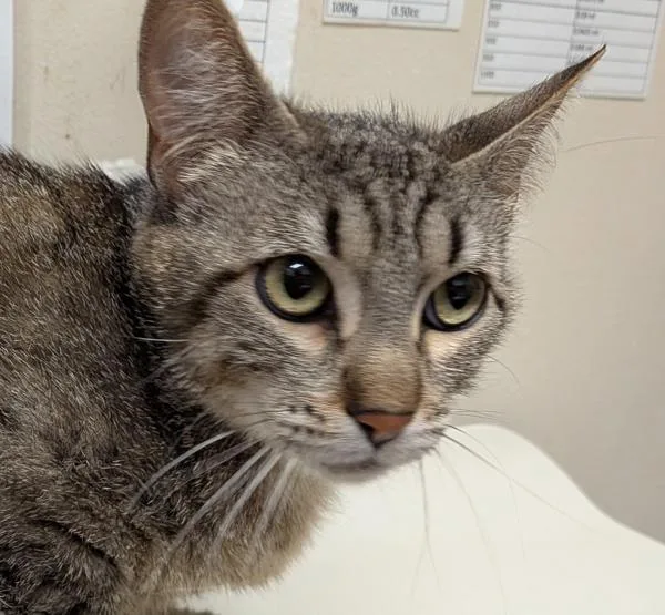 An adult small-sized female Domestic Short Hair cat named Luna for adoption in El Cajon, CA