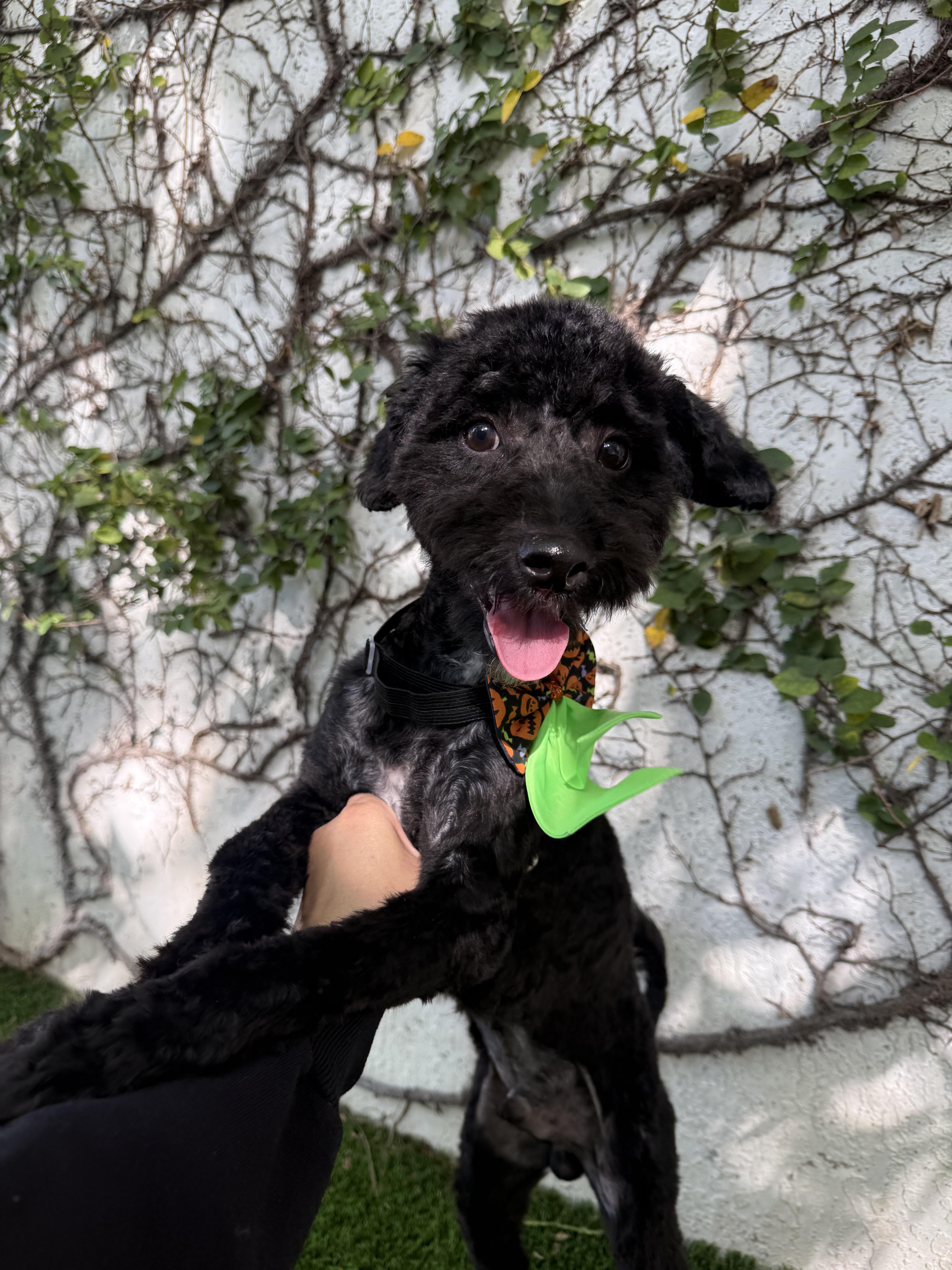 A young small-sized male Black Miniature Poodle dog named Bruno for adoption in North Miami, FL