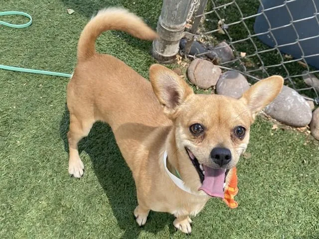 A young small-sized male Chihuahua dog named Marco for adoption in Phoenix, AZ
