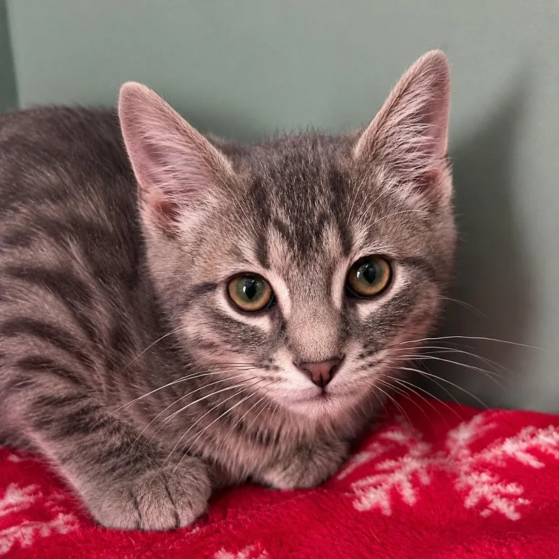 A baby medium-sized male Tabby (Gray / Blue / Silver) Domestic Short Hair cat named Duck for adoption in Pontiac, MI