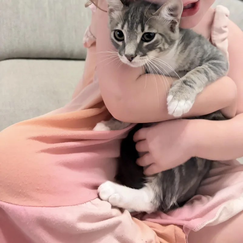 A baby medium-sized male Tabby (Gray / Blue / Silver) Domestic Short Hair cat named Flapjack Jr for adoption in Davis, CA