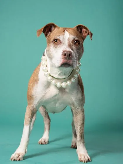 A senior large-sized female Pit Bull Terrier dog named Missie for adoption in Atlanta, GA