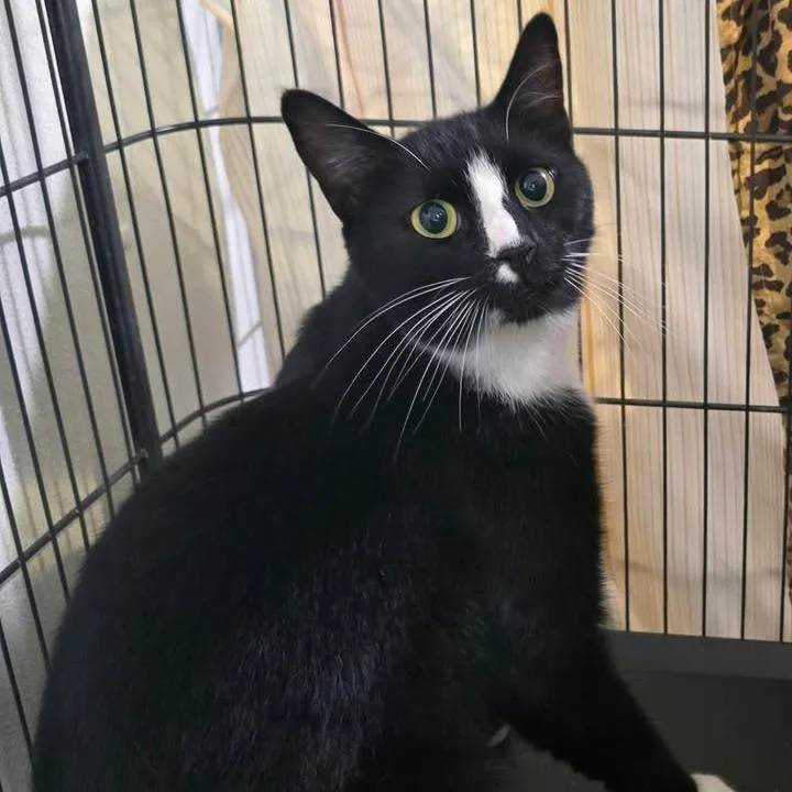 An adult medium-sized male Black Domestic Short Hair cat named Newspaper for adoption in Winthrop, ME