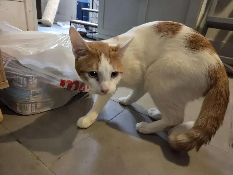 An adult medium-sized male Orange & White Domestic Short Hair cat named Blitz for adoption in Grand Rapids, MI