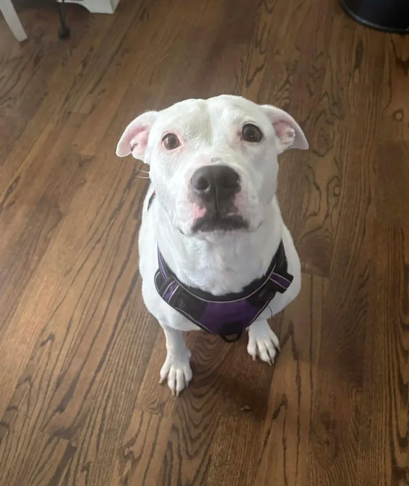 An adult medium-sized female White / Cream Pit Bull Terrier dog named Charlie for adoption in Wenonah, NJ