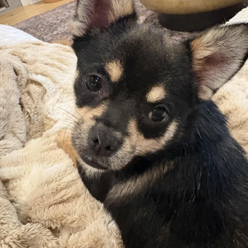 Gizmo