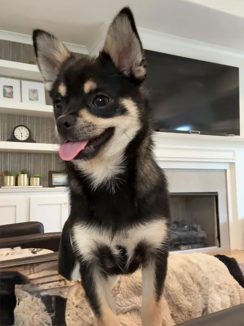 Gizmo thumbnail 2