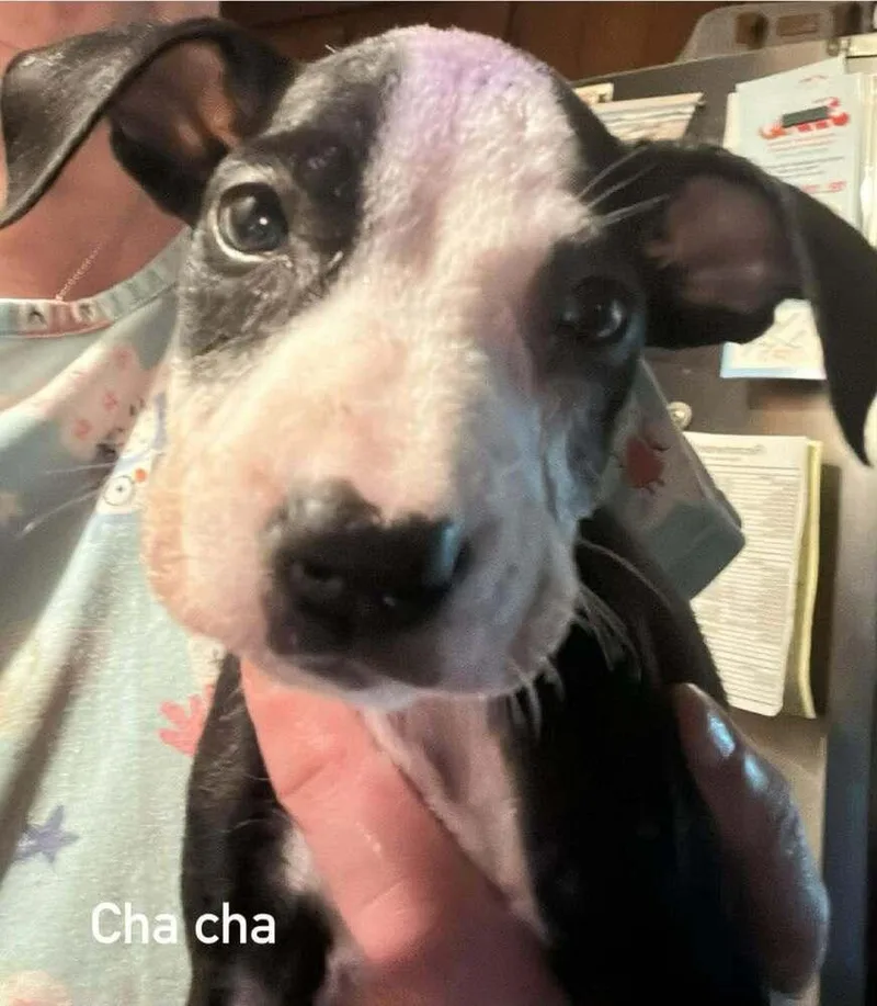 ChaCha thumbnail 5