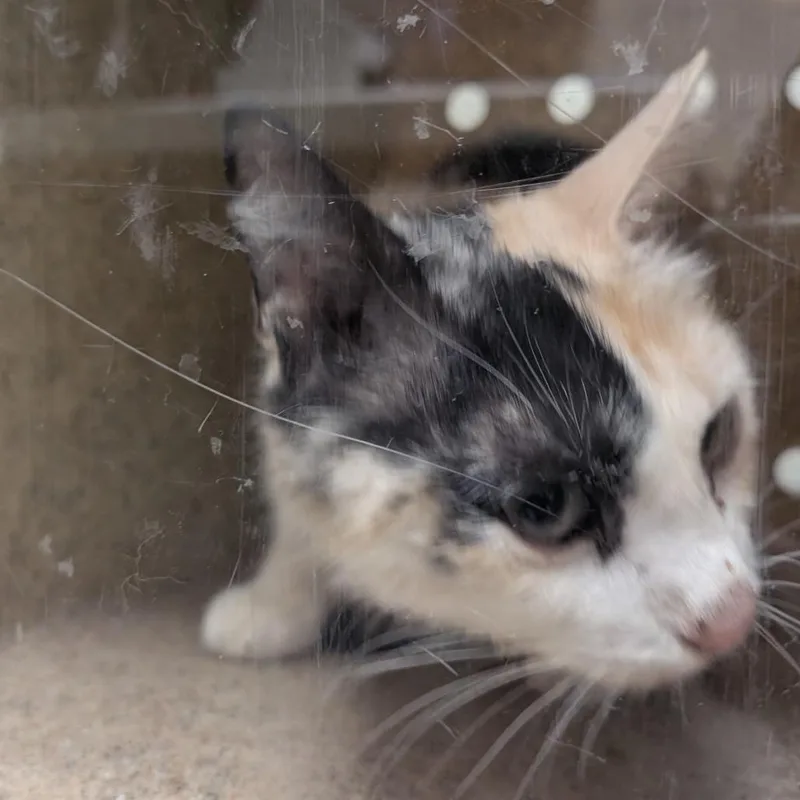 A senior medium-sized female Calico Domestic Short Hair cat named Opal for adoption in Reno, NV