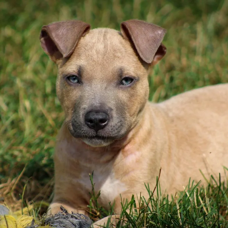 A baby small-sized male Yellow / Tan / Blond / Fawn Pit Bull Terrier dog named Orange for adoption in Columbia Station, OH