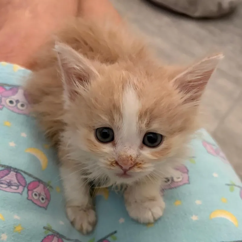 A baby small-sized female Orange / Red Domestic Medium Hair cat named Maraca for adoption in Long Beach, CA