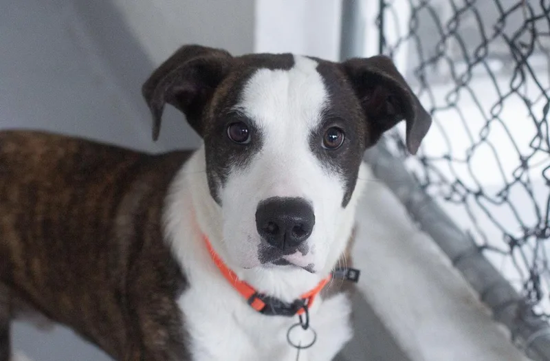 A young medium-sized male Pit Bull Terrier dog named Benny for adoption in Mountain Home, AR