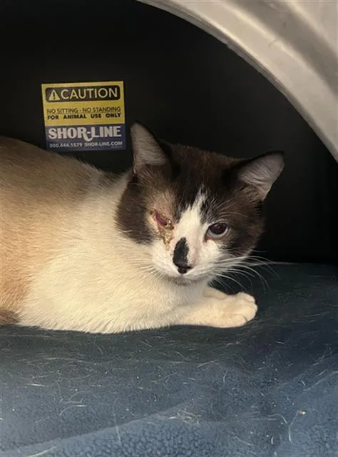 A young medium-sized male Snowshoe cat named Momo for adoption in Dallas, TX