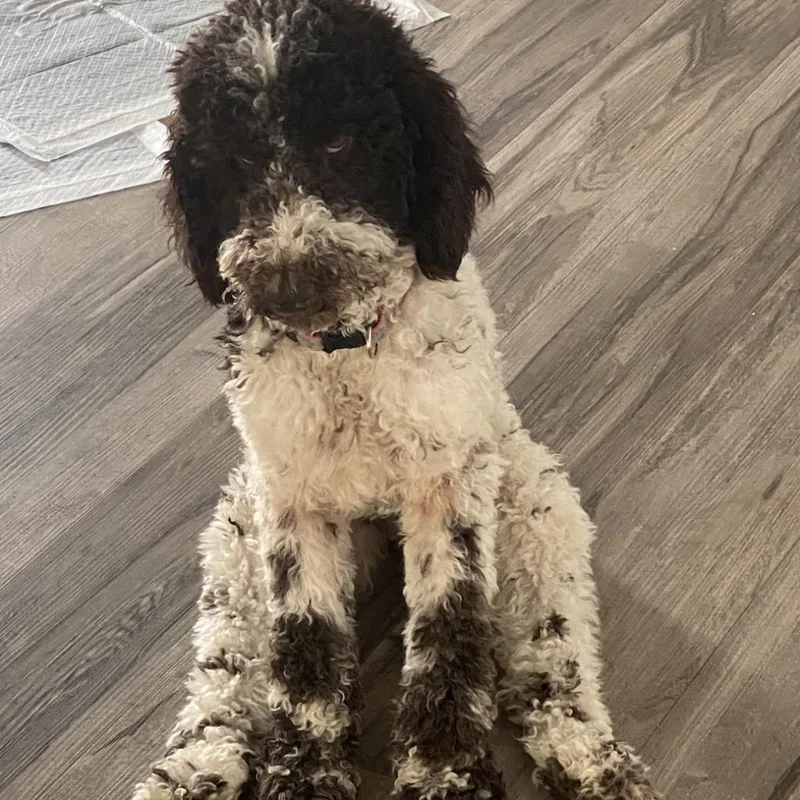 An adult medium-sized female White / Cream Standard Poodle dog named Nessie for adoption in Farmersville, OH