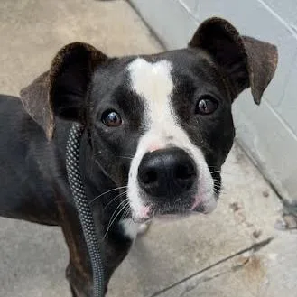 A young medium-sized female Black Mixed Breed dog named Lifuka for adoption in Jeffersonville, IN