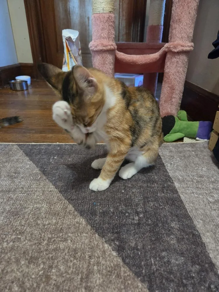 A baby small-sized female Domestic Short Hair cat named Lamb for adoption in Lincoln Park, MI