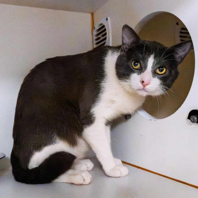 A young medium-sized male Gray / Blue / Silver American Bobtail cat named Kimchi for adoption in South Elgin, IL