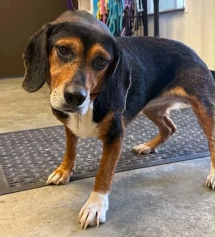A senior medium-sized male Beagle dog named Big Puppy for adoption in Bowling Green, KY