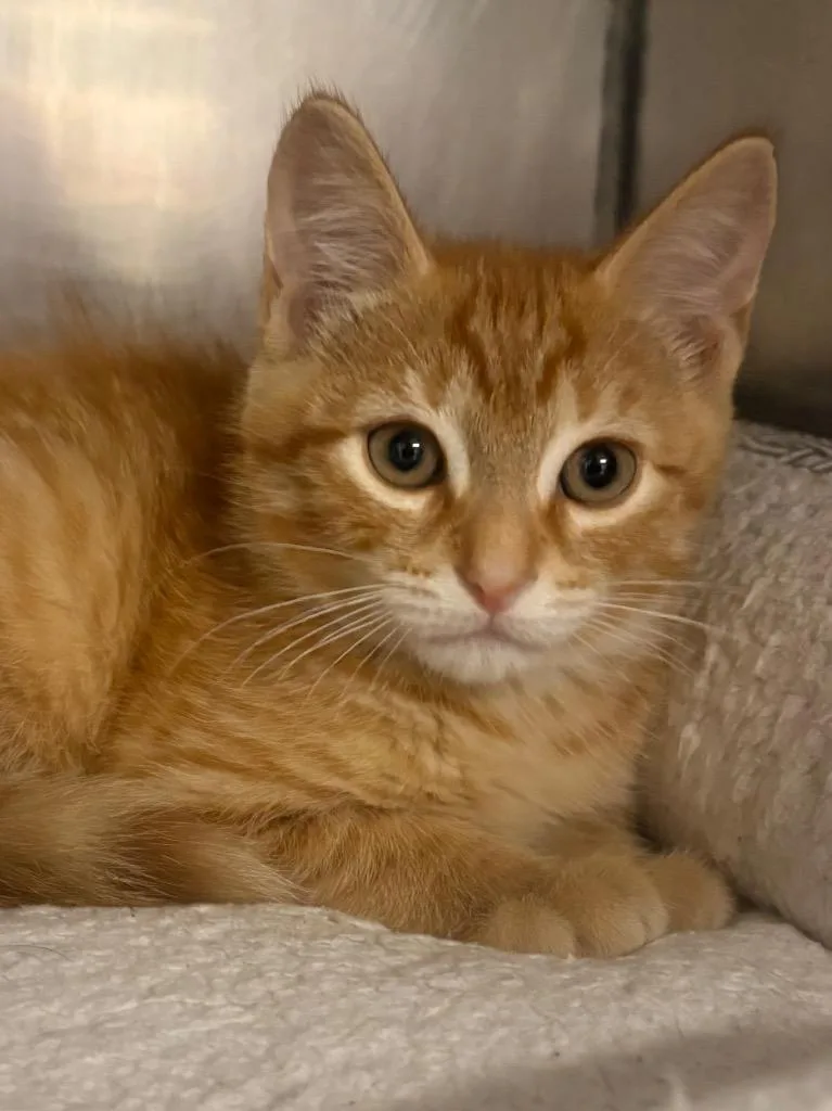 A baby medium-sized male Domestic Short Hair cat named Hamilton for adoption in Fall River, MA