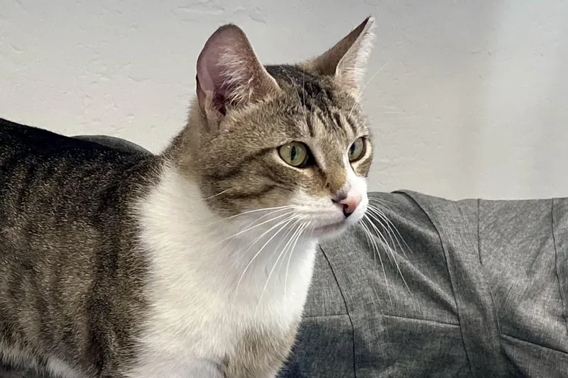 An adult medium-sized male Domestic Short Hair cat named Rocket IV for adoption in Fountain Hills, AZ