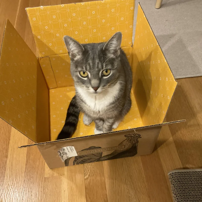 A young medium-sized female Tabby (Gray / Blue / Silver) Domestic Short Hair cat named Zeta for adoption in East Greenwich, RI