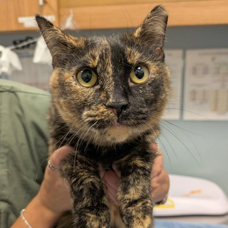 An adult medium-sized female Domestic Short Hair cat named Maizie for adoption in New Castle, DE