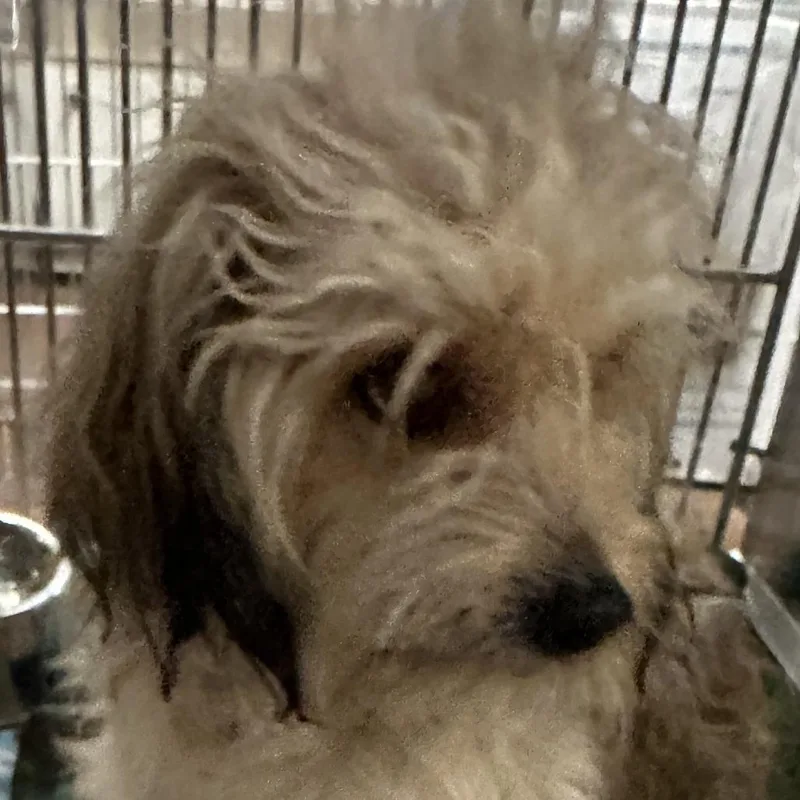 An adult small-sized female White / Cream Yorkshire Terrier dog named Harper for adoption in Calverton, NY