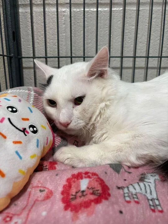 Lil Baby thumbnail 4