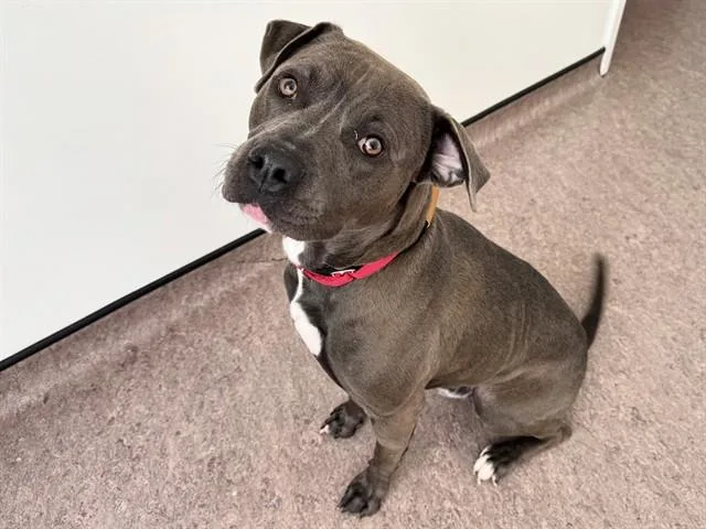 A young medium-sized male Terrier dog named Wayne for adoption in Saint Louis, MO