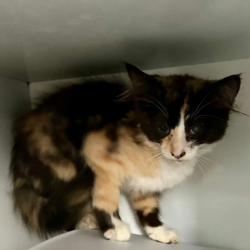 A baby small-sized female Black Domestic Medium Hair cat named Sundae for adoption in Othello, WA