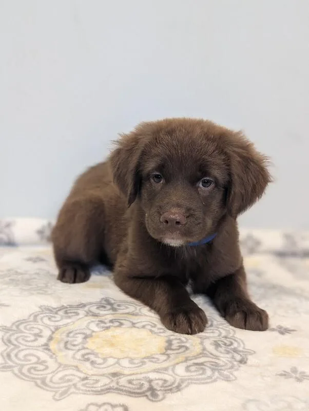 A baby small-sized male Brown / Chocolate Boykin Spaniel dog named David for adoption in Aiken, SC