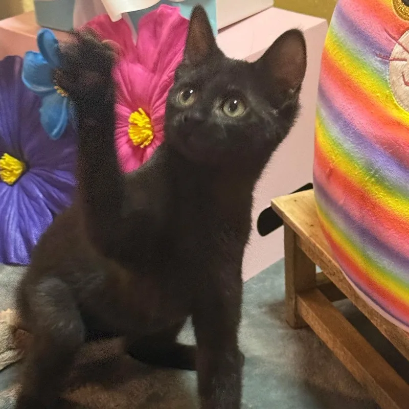 A baby small-sized female Black American Shorthair cat named Lucy for adoption in Kansas City, MO