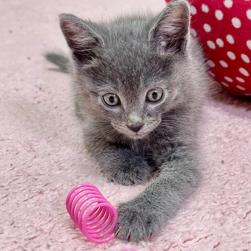 A baby small-sized male Gray / Blue / Silver Russian Blue cat named Yogi for adoption in Franklin, NC