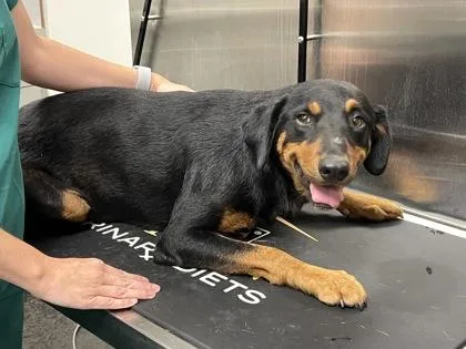 An adult medium-sized female Mixed Breed dog named Pixie for adoption in Memphis, TN