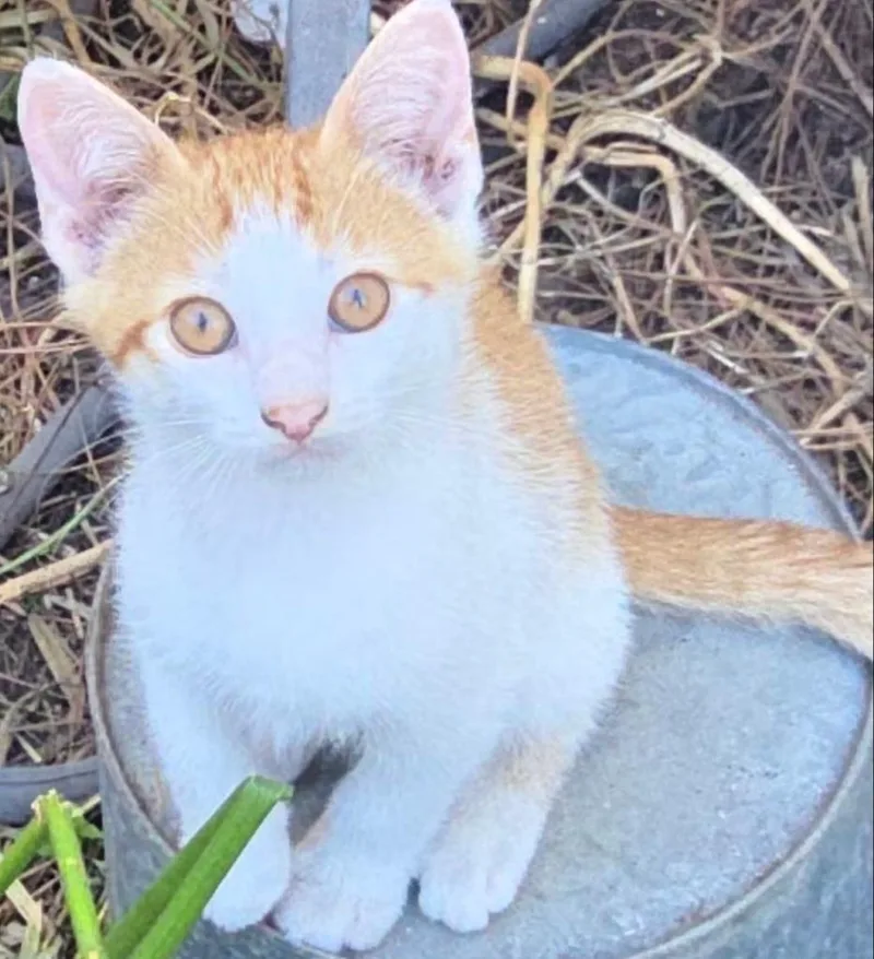 A baby small-sized female Domestic Short Hair cat named Tiger Lily for adoption in HUNTINGTON BEACH, CA