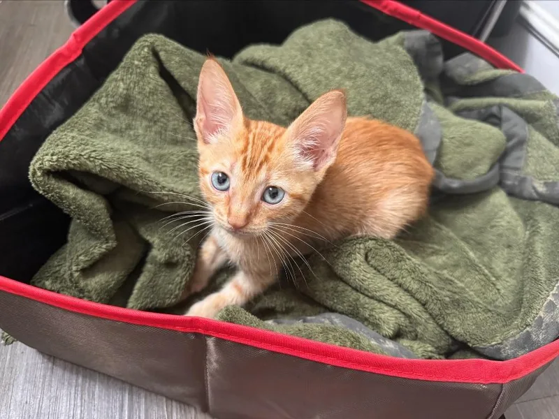 A baby medium-sized male Domestic Short Hair cat named Gizzy for adoption in San Antonio, TX