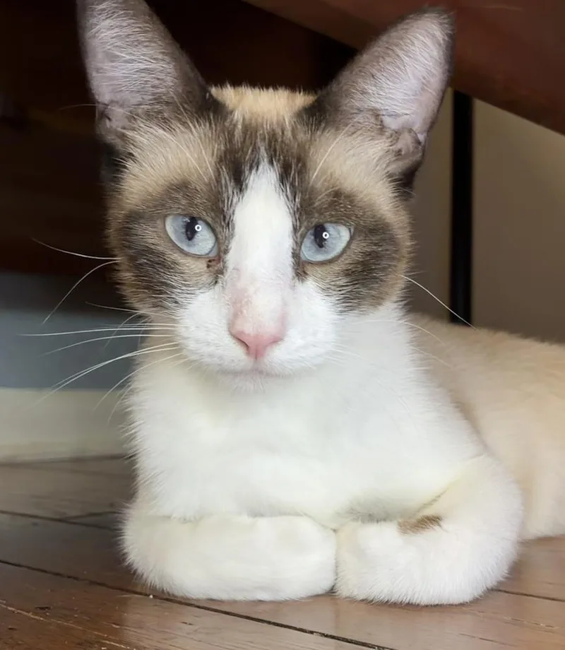 A young medium-sized female Domestic Short Hair cat named Sweet Face Momma for adoption in Little Rock, AR