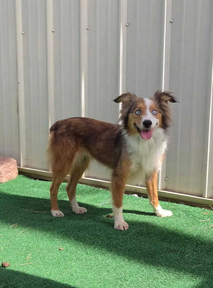 A young small-sized female Australian Shepherd dog named Rose for adoption in Waterloo, IL